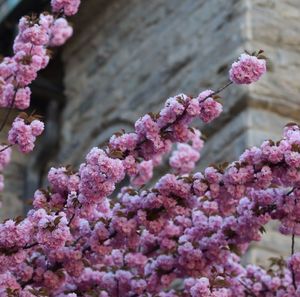 Close-up of pink flowers