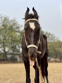 Portrait of a horse in the field