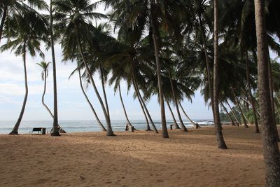 Palm trees on beach against sky