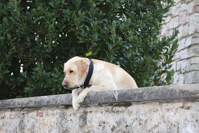 Close-up of dog against plants