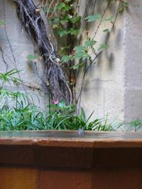 Ivy growing on wall