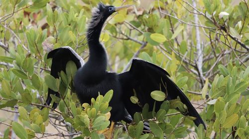 Close-up of a bird on branch