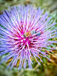 Close-up of bee on purple flower