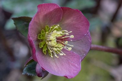 Close-up of purple flower