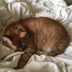 High angle view of cat sleeping on bed