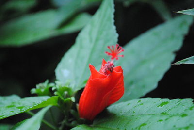 Close-up of red flowers