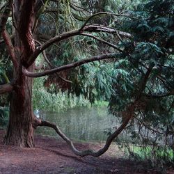 Trees in forest