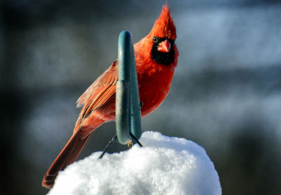 Male northern cardinal on a snow covered perch