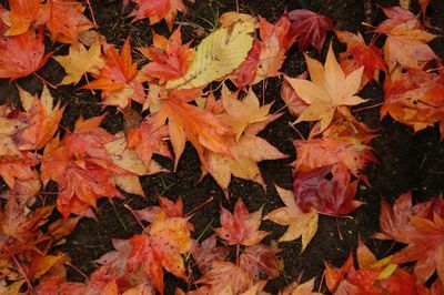 High angle view of autumn leaves on field