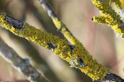 Close-up of lichen growing on tree trunk