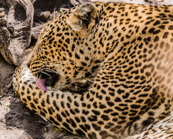 A leopard relaxing and licking its paw