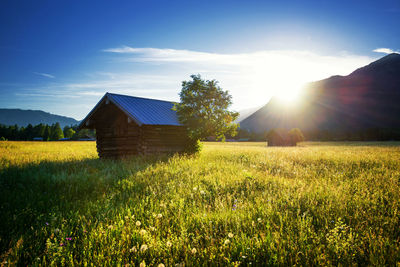 Scenic view of field against bright sun