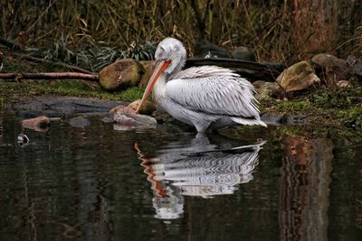 Birds perching on a lake