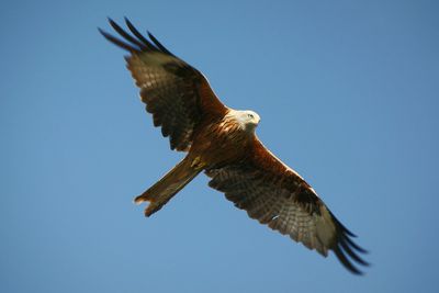 Low angle view of bird flying against blue sky