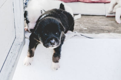 Portrait of puppy relaxing outdoors