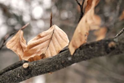 Close-up of dried leaves on branch