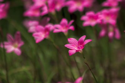 Close-up of pink flowering plant