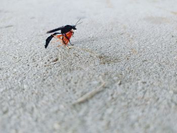 High angle view of fly