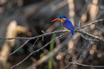 Close-up of bird perching on branch