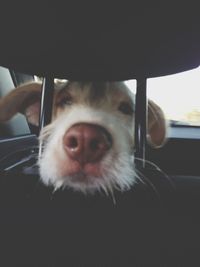 Close-up portrait of a dog