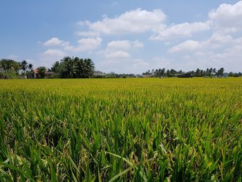 Scenic view of agricultural field against sky