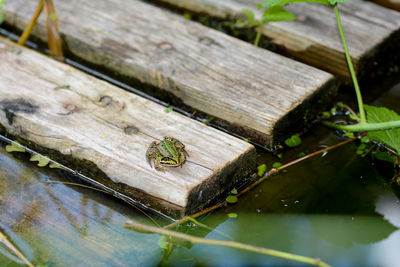 Small green frog sits on a wooden plank in the pond, in the sun in germany, bavaria