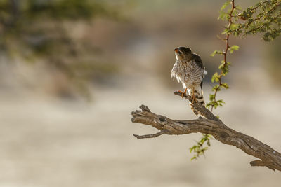 Close-up of bird perching on branch