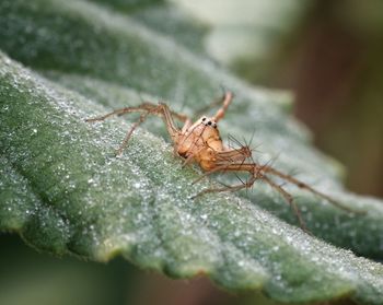 Close-up of insect on leaf