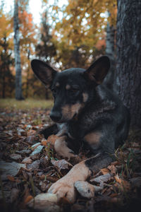 Close-up of a dog in forest