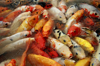 Close-up of koi fish in water