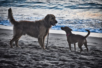 Dog standing on beach