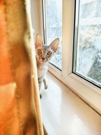 Portrait of cat on window sill