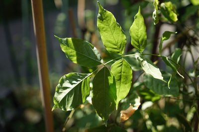 Close-up of fresh green leaves