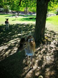 Deer in a field