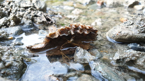 High angle view of crab on rock