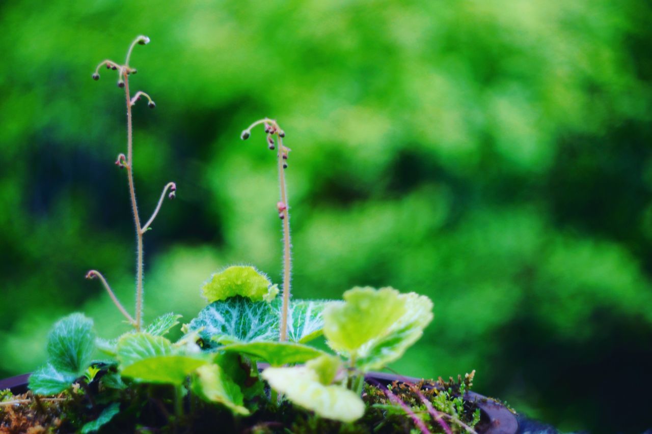 growth, plant, green color, close-up, day, leaf, beauty in nature, plant part, selective focus, nature, no people, focus on foreground, fragility, beginnings, vulnerability, outdoors, freshness, flower, new life, tranquility