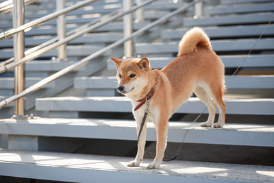 Adorable red shiba inu dog stands on staircase with gray concrete steps and a metal railings.