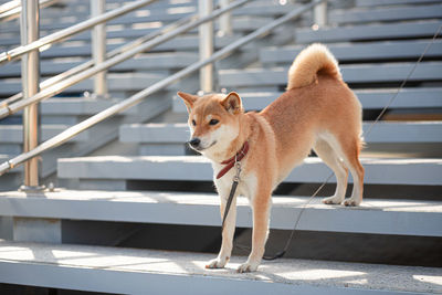 Adorable red shiba inu dog stands on staircase with gray concrete steps and a metal railings.