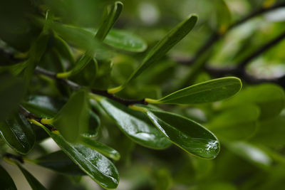 Close-up of raindrops on leaves