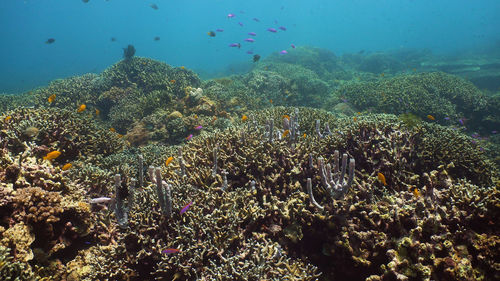 coral reef