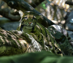 Lizard on a tree