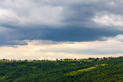 Panoramic shot of trees on field against sky