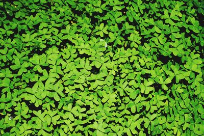 Full frame shot of leaves floating on plant