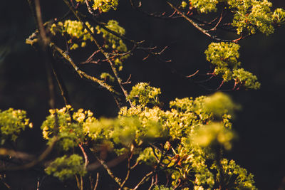 Close-up of yellow flowering plant