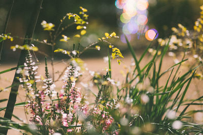 Close-up of pink flowers blooming outdoors