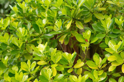 Close-up of green leaves