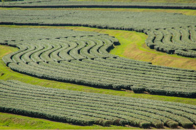 High angle view of agricultural field