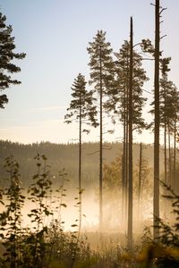 Plants and trees by lake in forest against sky