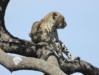 Leopard on a tree against sky