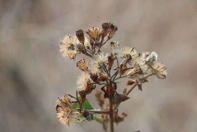 Close-up of wilted plant